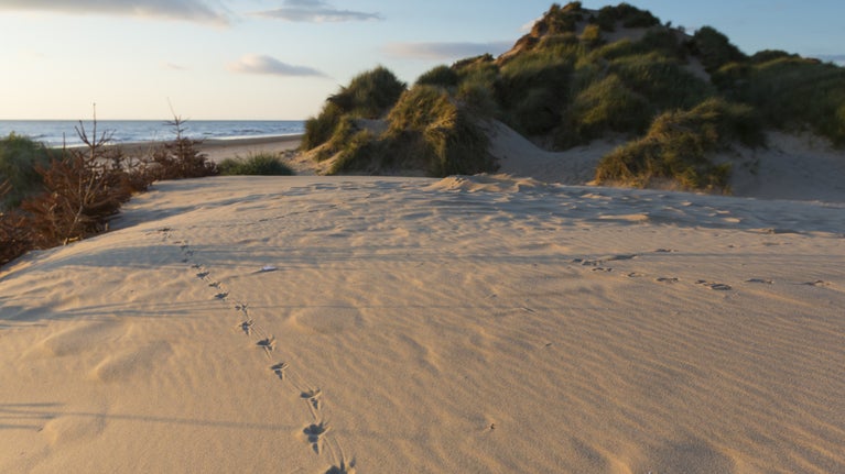 Animal tracks lead through the dunes at Formby, Liverpool